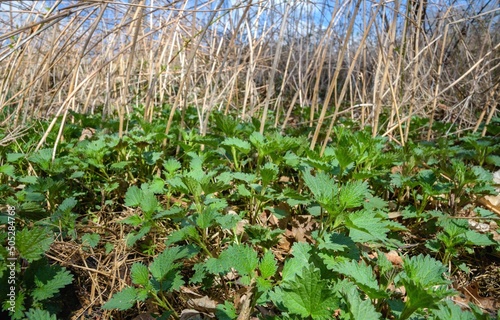 Young nettles in spring.