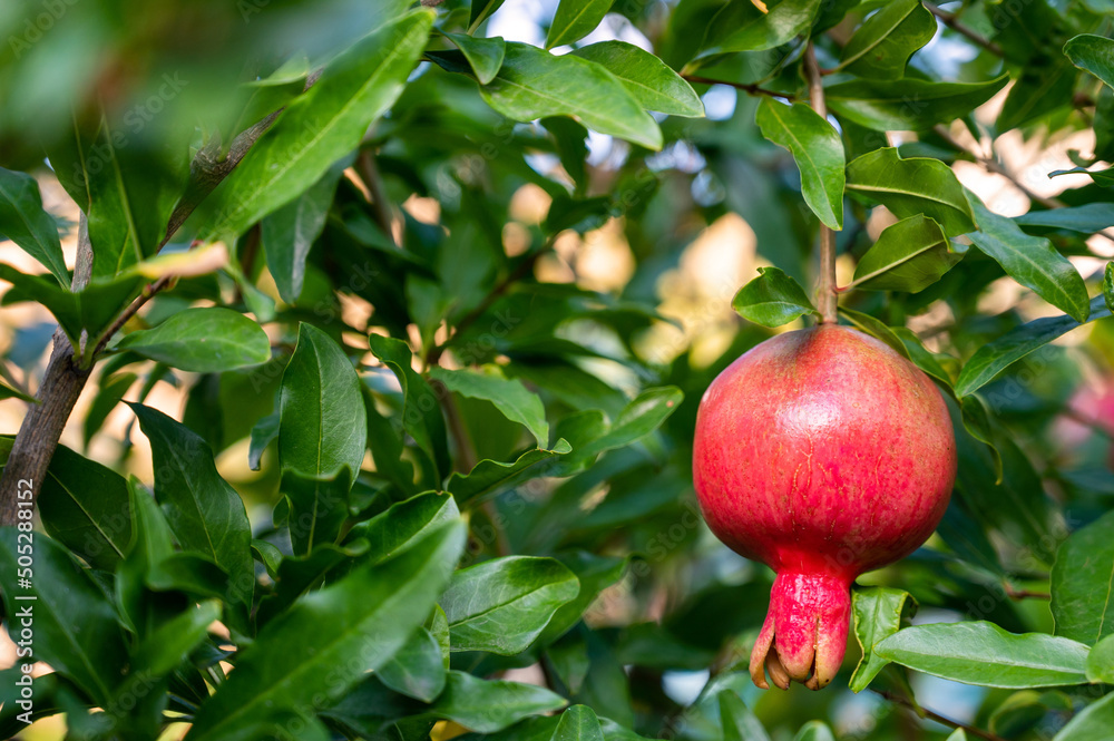 Ripe pomegranate in the garden Ripe pomegranate in the garden