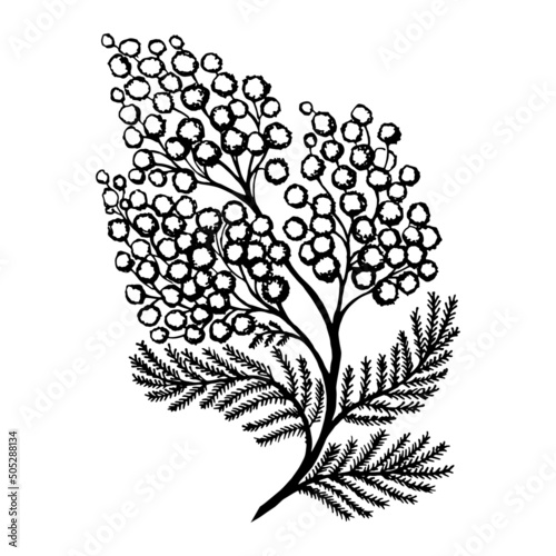 Branch of blooming mimosa vector hand drawn doodle illustration. Outline illustration of a branch of mimosa flowers. 
