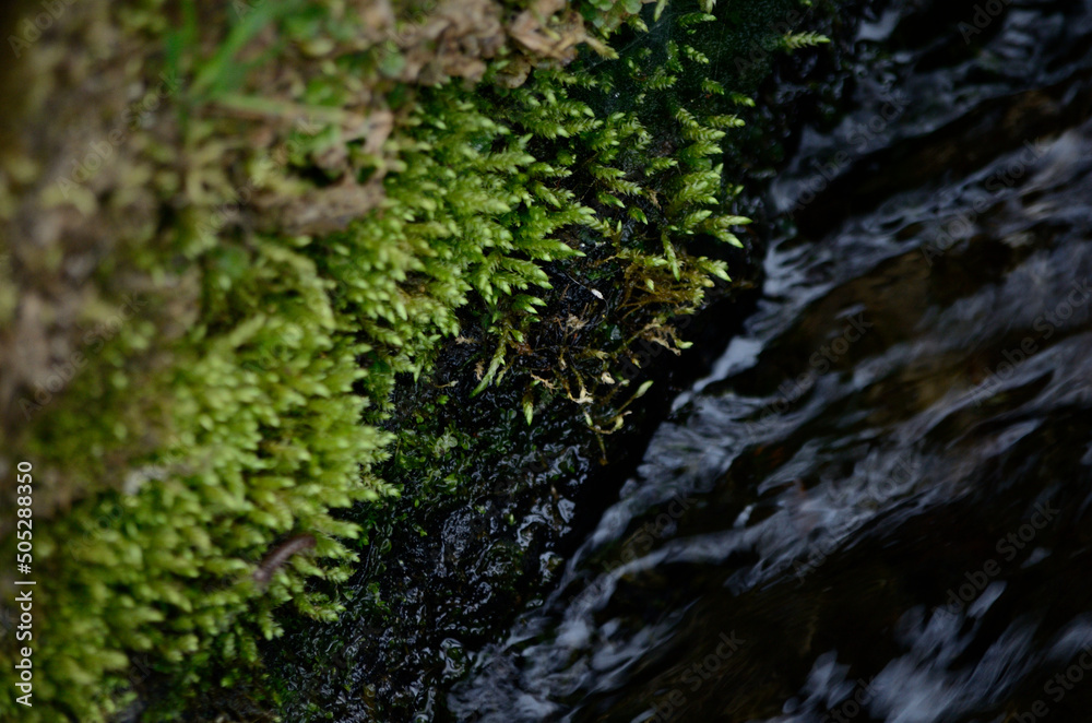 moss on stone moss on stone
