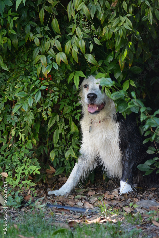 Obraz premium dog in the garden