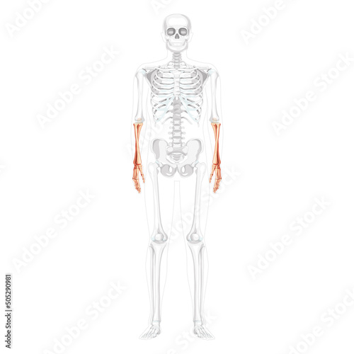 Skeleton Forearms Human ulna, hand front front Anterior ventral view with partly transparent bones position. Anatomically correct realistic flat natural color concept Vector illustration isolated