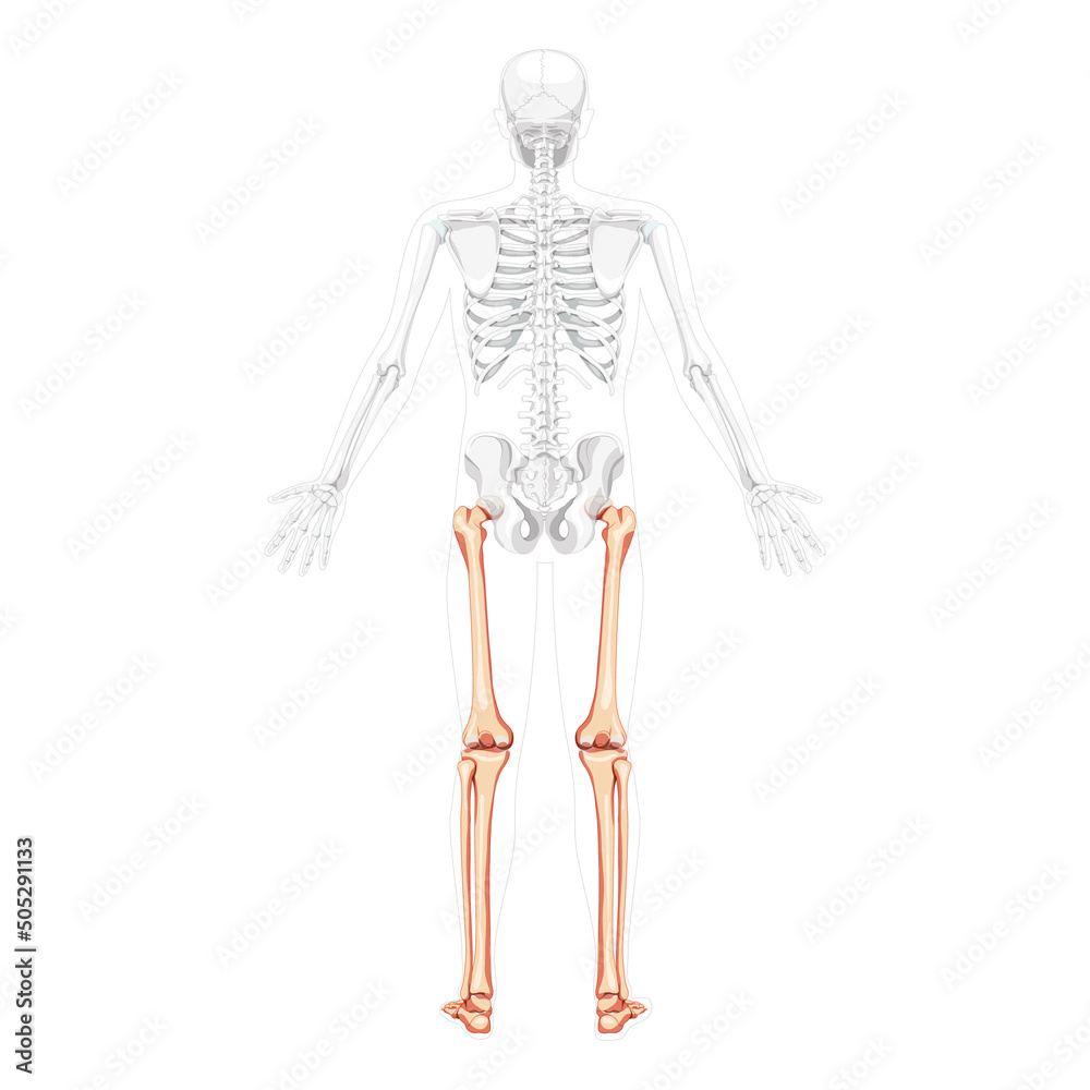 Skeleton Thighs and legs lower limb Human back view with two arm poses with partly transparent bones position. Patella, fibula, foot realistic flat concept Vector illustration of anatomy isolated