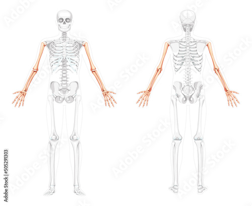 Skeleton Arms Human front back view with two arm open poses with partly transparent bones position. Set of hands, forearms realistic flat Vector illustration of anatomy isolated on white background