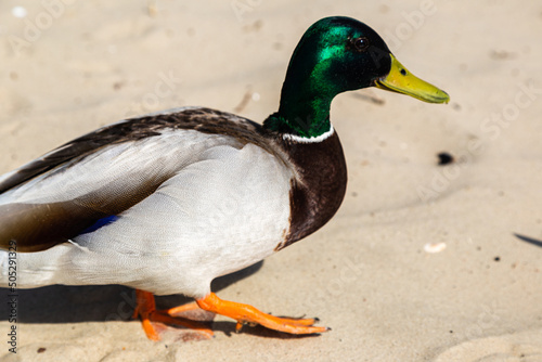 Mallard male - close-up of a mallard on the sand with a blurry background, shallow depth of field.