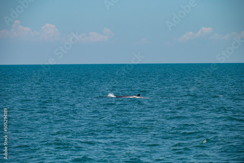 bruda whale swimming in the sea © waranyu