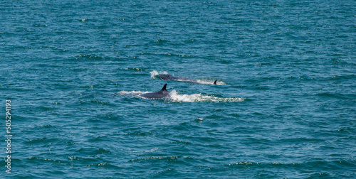 bruda whale swimming in the sea © waranyu