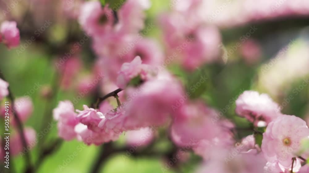 Close up of sakura buds blooming on tree branches with blurred background, footage of nature for backround