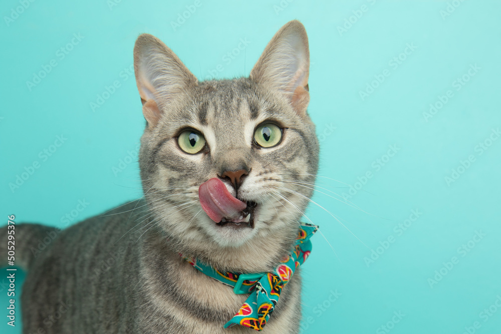 grey tabby cat wearing bow tie with tongue sticking out
