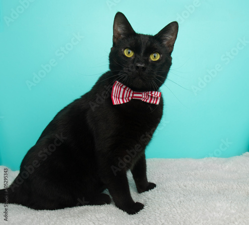 black cat wearing bow tie sitting down