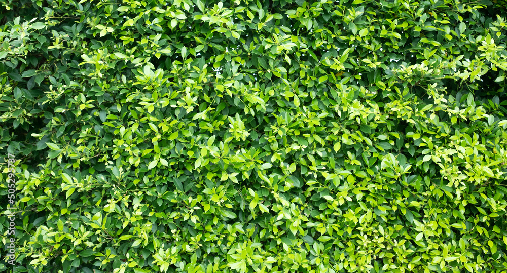 green leaves wall background, leaf wall nature background green leaves wall background, leaf wall nature background