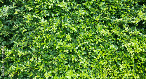 green leaves wall background, leaf wall nature background © waranyu
