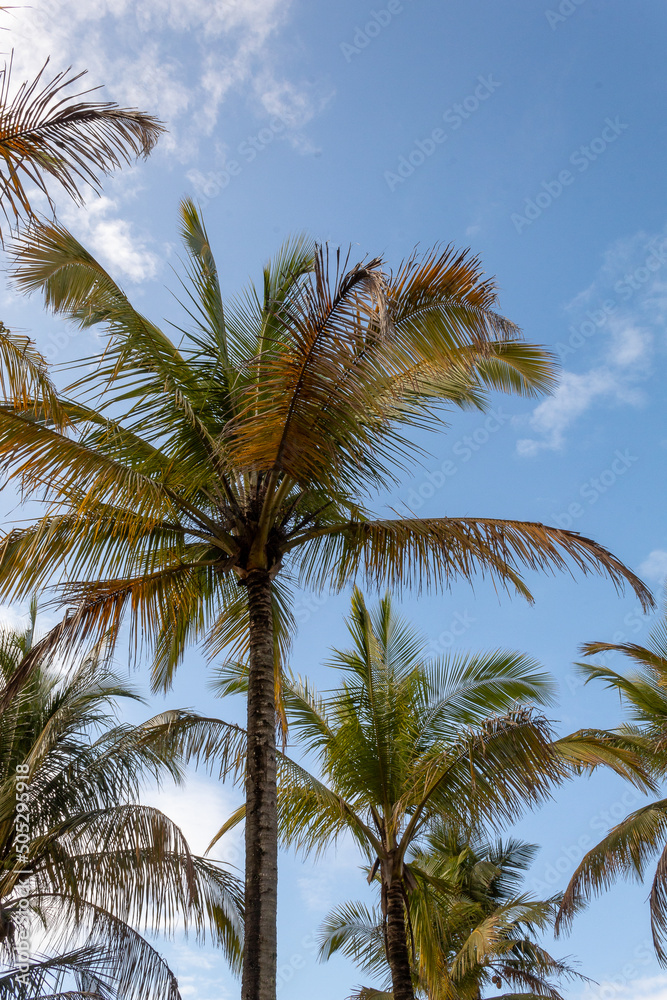 COQUEIROS EM UMA TARDE ENSOLARADA 