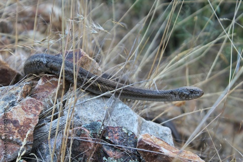 Western Terrestrial Garter Snake (Thamnophis elegans)  photo