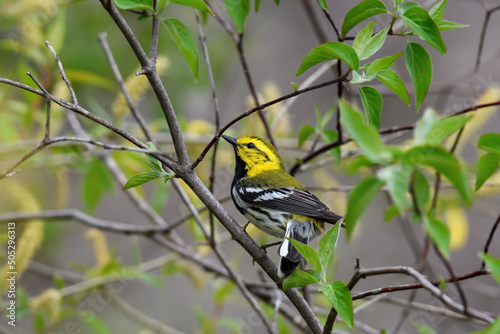 Black-throated Green Warbler or Setophaga virens in woods on a cloudy spring day during migration. They are common in mature coniferous and mixed woodlands. photo