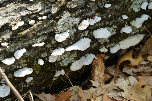 White tree conk mushroom growing on tree bark in forest 