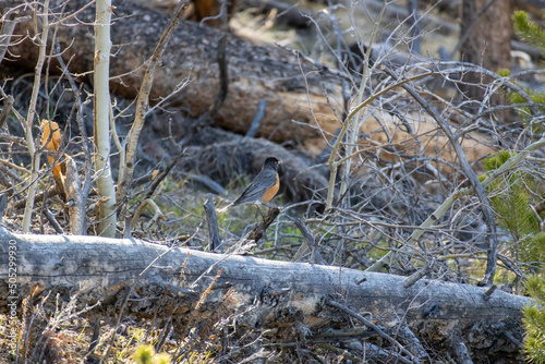 Robin on a branch in a forest at State Forest State Park in the Rocky Mountains of Colorado