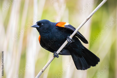 Beautify red-winged blackbird portrait close up