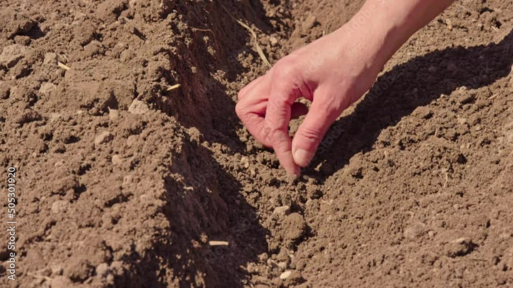 Farmer hands planting for planting seeds in the garden slow motion. Woman hands putting seeds in the ground slow motion close-up. Concept of organic farming and spring gardening. Plant agriculture. Farmer hands planting for planting seeds in the garden slow motion. Woman hands putting seeds in the ground slow motion close-up. Concept of organic farming and spring gardening. Plant agriculture.