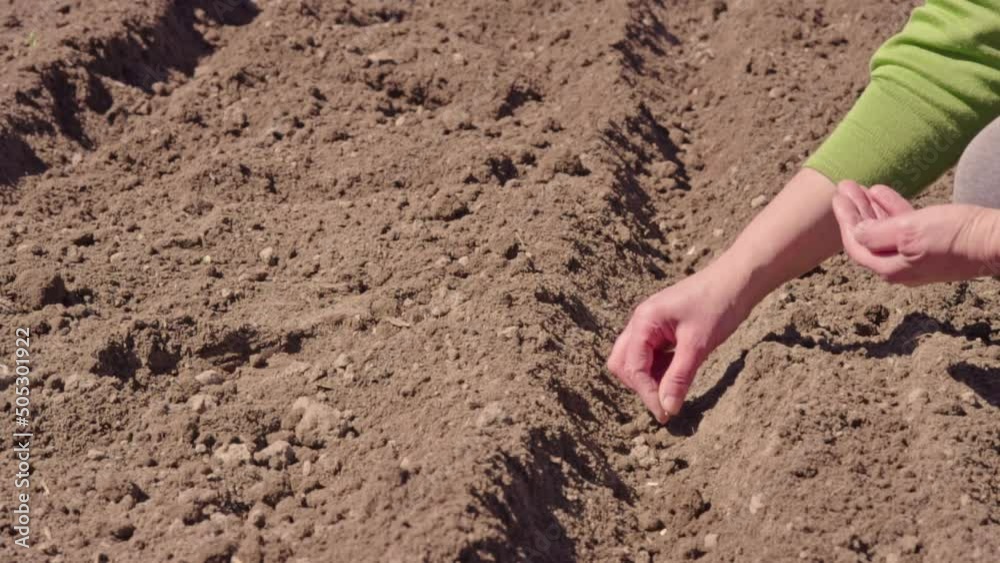 Farmer hands planting for planting seeds in the garden slow motion. Woman hands putting seeds in the ground slow motion close-up. Concept of organic farming and spring gardening. Plant agriculture. Farmer hands planting for planting seeds in the garden slow motion. Woman hands putting seeds in the ground slow motion close-up. Concept of organic farming and spring gardening. Plant agriculture.