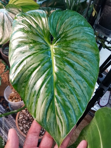 Close up of the beautiful shiny green and silver leaf of Philodendron Sodiroi Aff photo