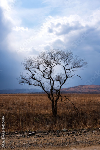 There is one tree with thunderclouds in the field. Beautiful landscape