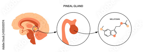 Pineal gland anatomy