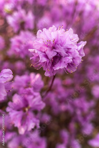 Close - up of flowers of Rhododendron dauricum. popular names rosemary, maral. Russia. Vladivostok