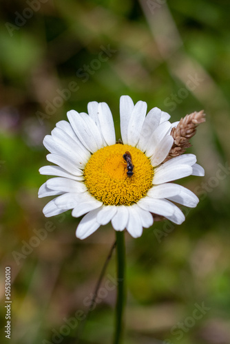 flor abeja
