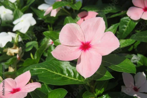 Beautiful catharanthus roseus flowers on green leafs background