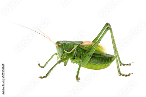 green grasshopper isolated on white background © zcy