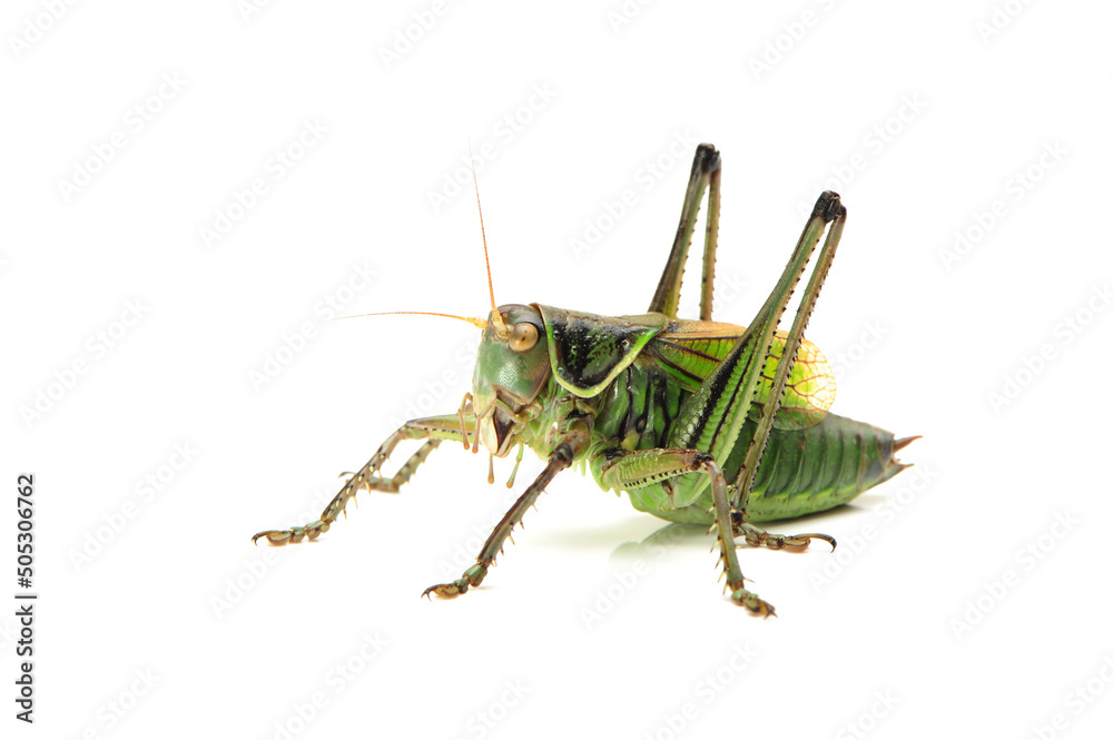 Macro image of a grasshopper isolated on white background Macro image of a grasshopper isolated on white background