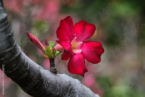 African Desert Rose blossom on tree brunch. Koko Crater Botancal Garden. Honolulu, Hawaii. USA photo