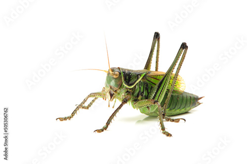 Macro image of a grasshopper isolated on white background © zcy