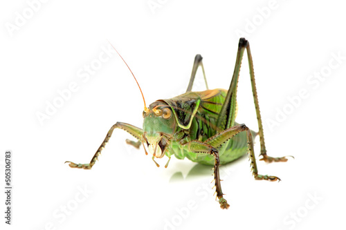 Macro image of a grasshopper isolated on white background © zcy