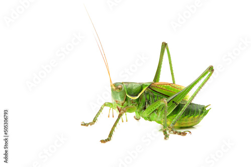 Macro image of a grasshopper isolated on white background photo