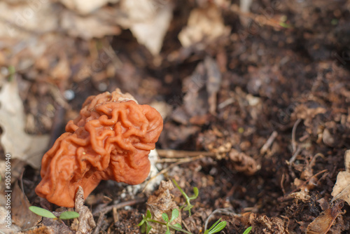 Spring mushroom Gyromitra in the forest. Macro, narrow focus.