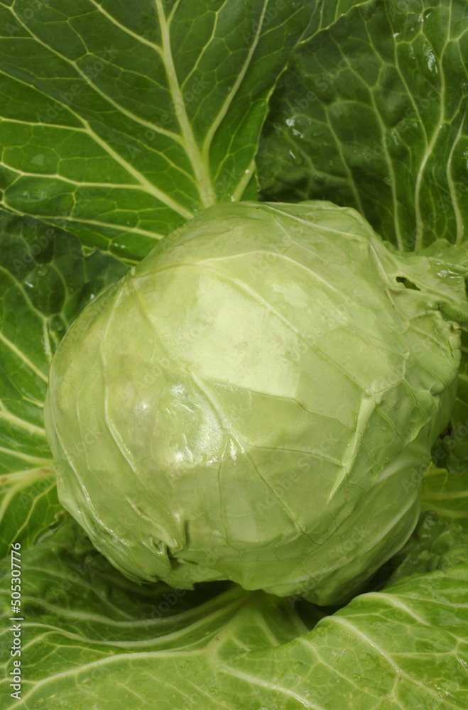 Fototapeta premium Fresh cabbage isolated on white background