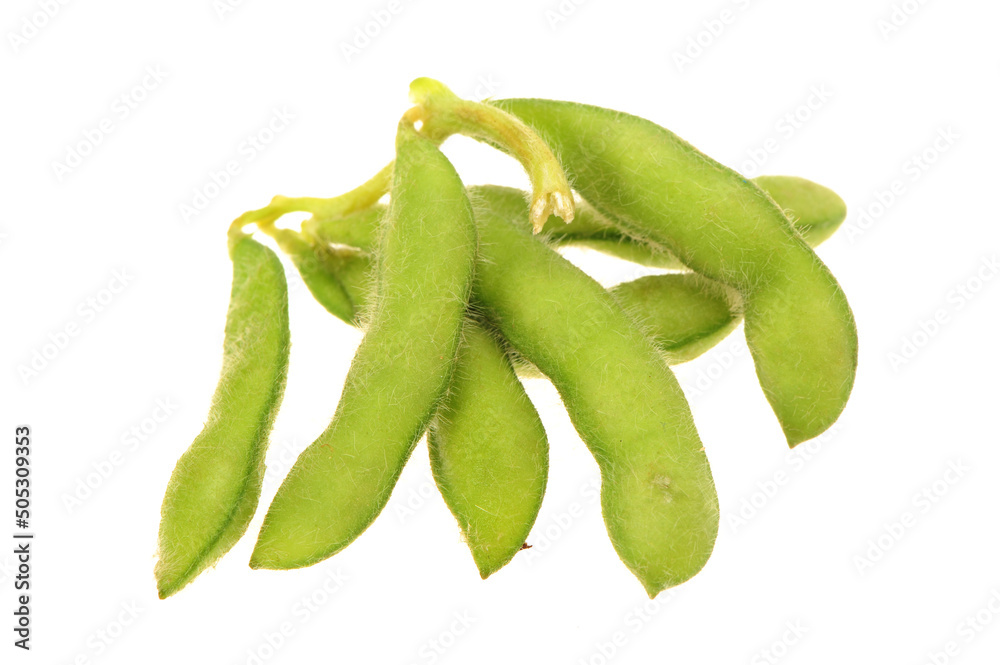 Fresh harvested soybean (edamame) plant isolated on white background Fresh harvested soybean (edamame) plant isolated on white background