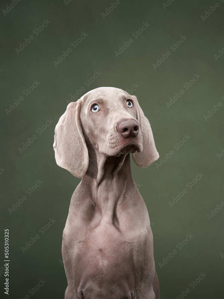 weimaraner puppy on a green canvas background. Funny dog in the studio - obrazy, fototapety, plakaty 