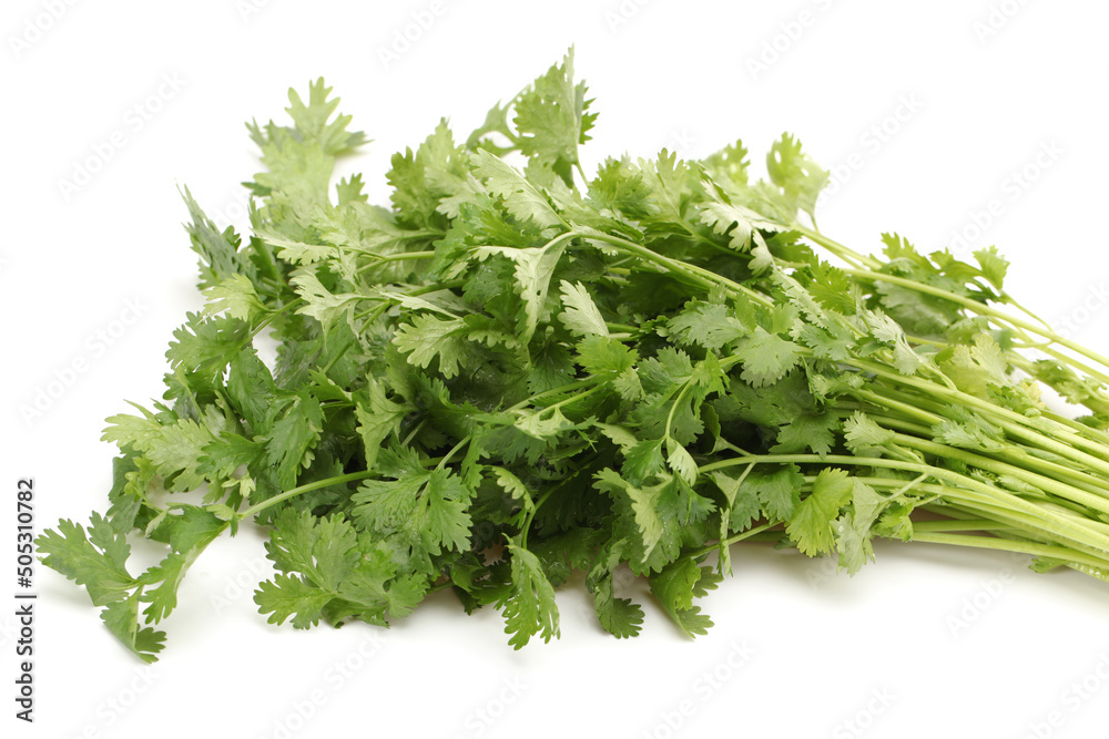 Coriander on a white background Coriander on a white background