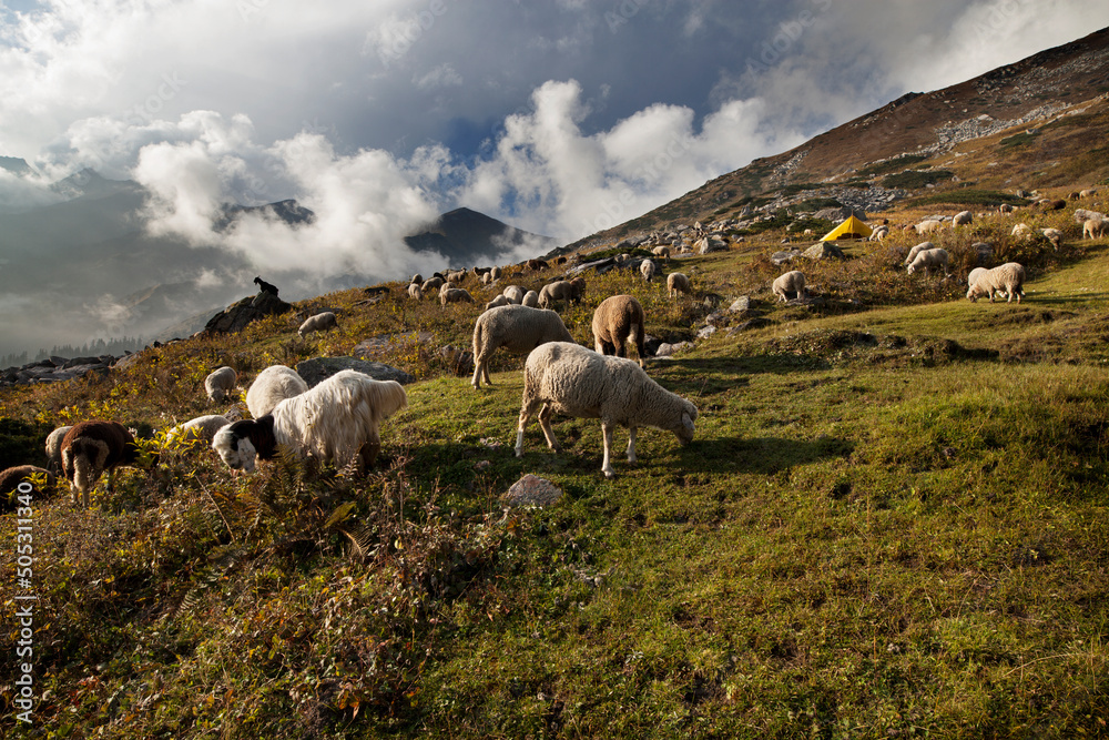 Sheeps grazing in a meadow in Himachal Pradesh, Indian Himalayas.