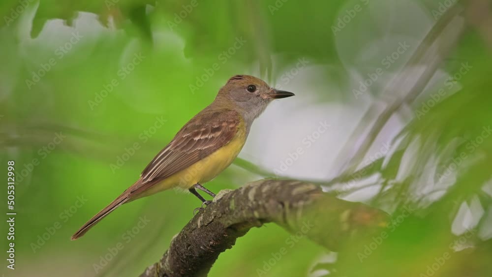 Flycatcher is on an exposed perch, high up in the tree top.Close up of great crested flycatcher with distinct wide opening eyes on a rainy and windy day.looking around and fly away. Flycatcher is on an exposed perch, high up in the tree top.Close up of great crested flycatcher with distinct wide opening eyes on a rainy and windy day.looking around and fly away.