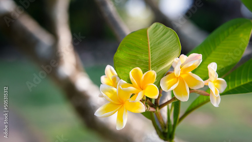 Beautiful Frangipani yellow and white petal color, Plumeria flower bouquet with green natural background