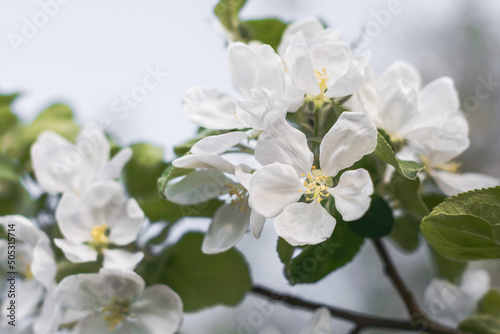  Kwiat jabłoni. Gałąź delikatnych wiosennych białych kwiatów jabłoni na rozmytym w nieostrości tle  © Janusz