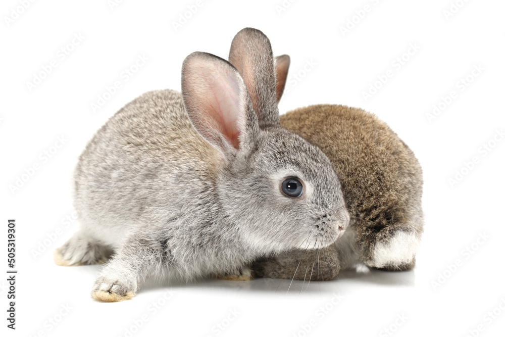 Obraz premium rabbit isolated on white background