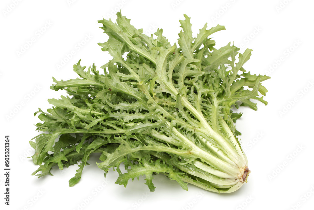 Escarole Endive on a white background Escarole Endive on a white background