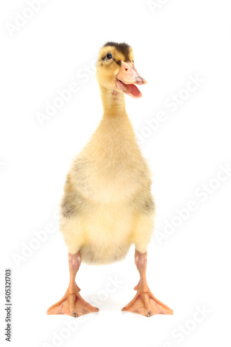 Duckling on white background 
