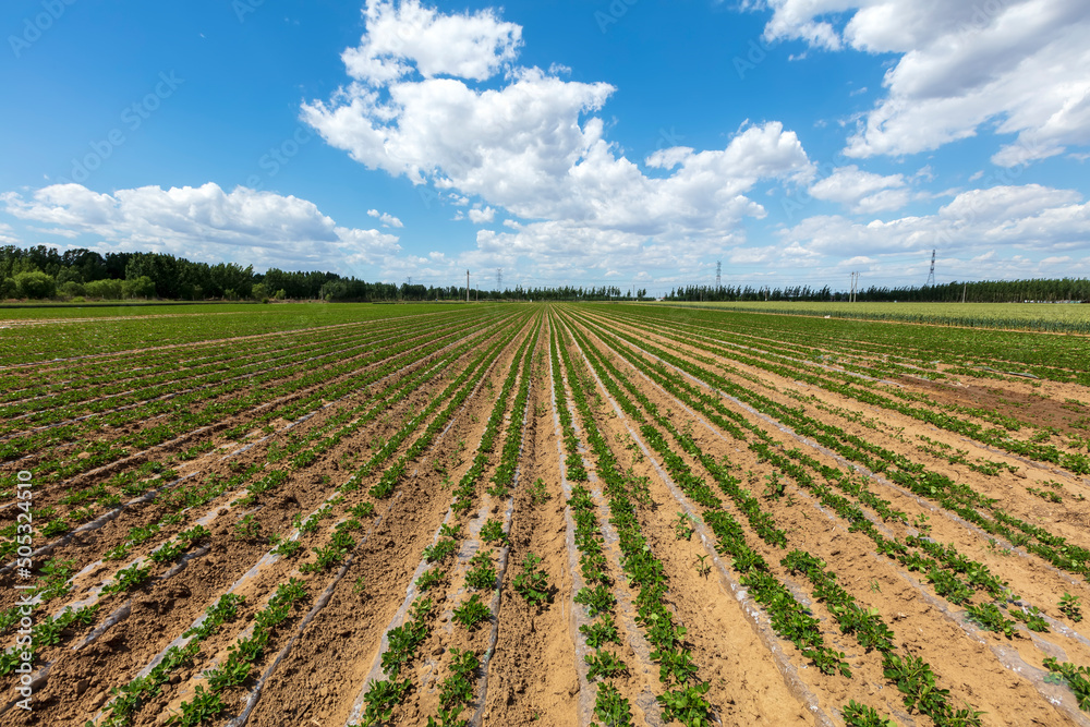 The fields of peanuts