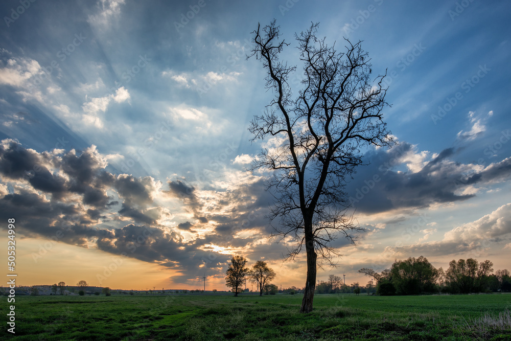 Lone tree silhouette against the dramatic sky with clouds and sun rays. Beautiful rural landscape during a spring sunrise Lone tree silhouette against the dramatic sky with clouds and sun rays. Beautiful rural landscape during a spring sunrise
